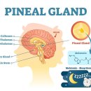작은등샘 이미지