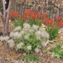 양지바른정비마당 | 할미꽃 모종 심는 시기와 개화시기 총정리 3년 키운 봄 야생화