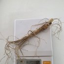 한뿌리농장 | 태안 명절선물로 제격인 산양삼｜자나깨나농장 구매후기