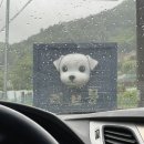레브몽 | 가평 애견펜션 [레브몽] 솔직 후기