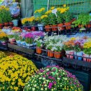 시골장터닭 이미지