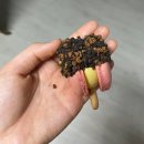 시니롱 | [전남/여수] 황치즈가 특히 맛있는 웅천동 마카롱 '시니롱' 후기