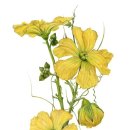 보타니컬아트(식물세밀화) 이미지