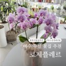 롯데슈퍼여수무선점 | 여수 무선 꽃집 추천 - 로제플레르 :: 무인 픽업 가능한 꽃집 상견례 선물 호접란 내돈내산 후기