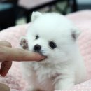 뽀송뽀송 이미지