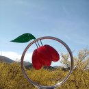 구례산수유