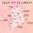 라제통문벚꽃길 이미지
