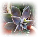 소박한 뜰 이미지