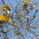 목련약국 이미지