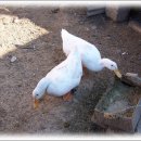 만주농장 이미지