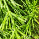 맑은운동화 이미지