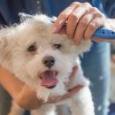 따라 애견학교 이미지