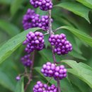 싱그러운청도로(가을) 이미지