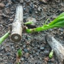 뿌리목장 이미지