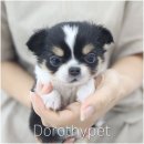 신창농장 | 광주신창지구강아지분양 작은 체구에 비해 또렷한 눈!