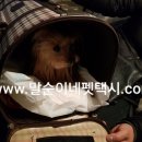 해피 펫 택시 네이버블로그