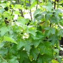 슈퍼베리류 알리기 2 / 블랙커런트 이미지