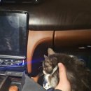 골든힐폼 이미지