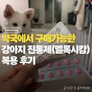 소중약국 | 멜록시캄 성분 강아지 진통제, 약국에서 구매 가능한 멜록시캐시 후기