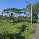 제주청개구리부동산중개 이미지