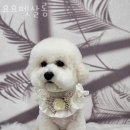 요요펫살롱 이미지