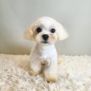 라라그루밍 이미지