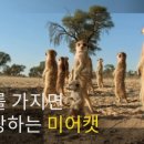 에덴미어캣프랜즈 네이버블로그