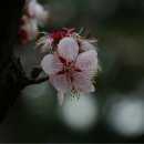 명자