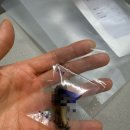 오즈메디칼 | 오즈의 두 번째 장폐색 수술 기록: 강아지 장폐색 증상과 수술, 비용까지 (이제 그만..)