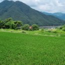 옥천1382 이미지