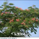 제주나무처럼