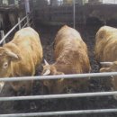 산골한우농장 이미지