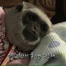 돈꾸앙 이미지