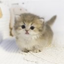 펫아미 강아지분양 고양이분양 동탄점 이미지