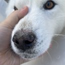 도촌동물병원 | 강아지 [엑소좀] 피부/자가면역질환/ 치료 2차 후기