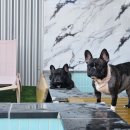 두온풀빌라 | 경주 두온풀빌라 행복했던 애견동반 풀빌라 후기