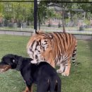 댕댕이 그루밍 이미지