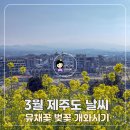 2024 제주국제관악제[봄시즌] | 3월 제주도 날씨 제주 유채꽃·벚꽃 개화시기 총정리 (명소·옷차림까지)
