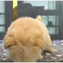 도그마루 이미지