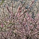 고운빛의 앵두나무 꽃 이미지