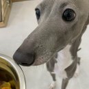 강아지 친구 | 인천애견호텔 송동강아지유치원 요미와 친구들 애견유치원&amp;애견호텔 솔직후기