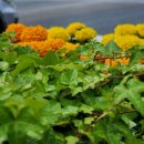 명가가야밀면 이미지