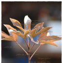 황칠나무 형제 [꽃말 - 효자] 이미지