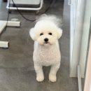 또왕또왕 Dog Salon 이미지