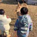 명동 선착장 | 경남 창원(진해) 가볼만한곳, 사슴 볼 수 있는 소쿠리섬 위치 주차 배편, 백패킹 노지캠핑 해루질 가능...