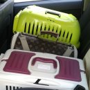 아지&냥이 이미지