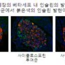 홍삼의신비