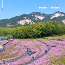 중계초등학교 | 4월 서울 꽃구경 추천 불암산 철쭉제 꽃축제