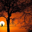 달빛고양이 이미지