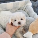 도그마루 고양이강아지 청주점 이미지